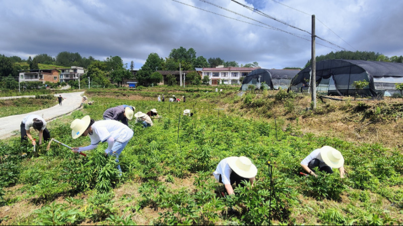 重庆三峡医药高等专科学校学生在三峡中药材种源繁育示范推广基地开展劳动实践